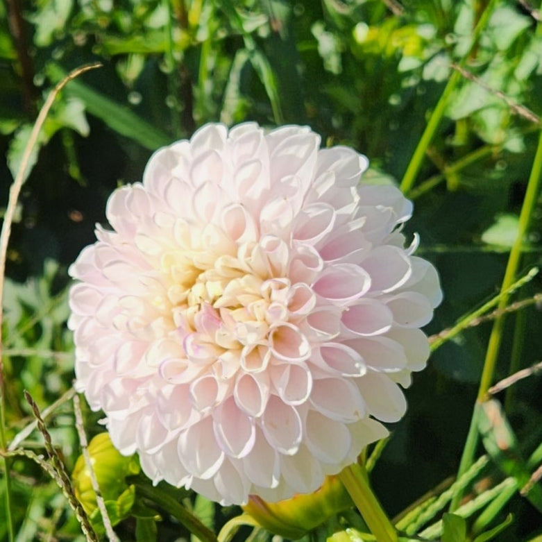 Snoho Sonia Dahlia