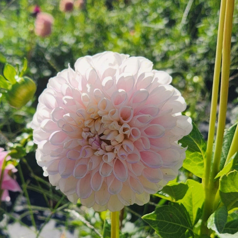 Snoho Sonia Dahlia