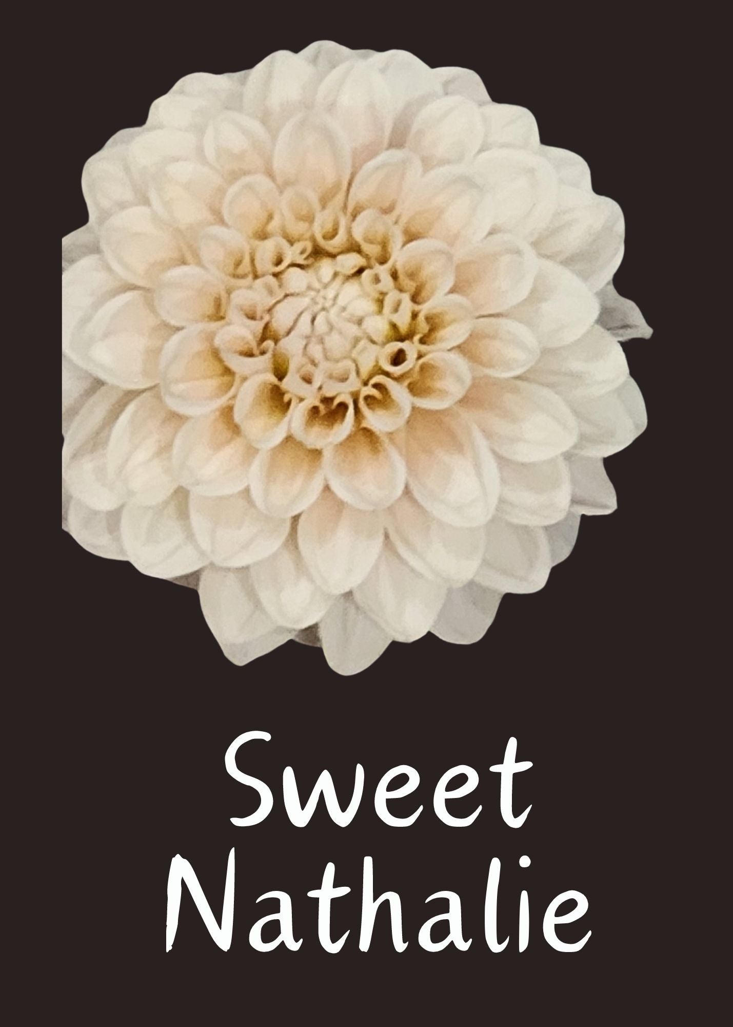 Sweet Nathalie Dahlia 5 Tuber Value Pack