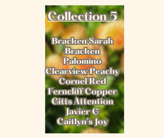 Last Chance Collection # 5