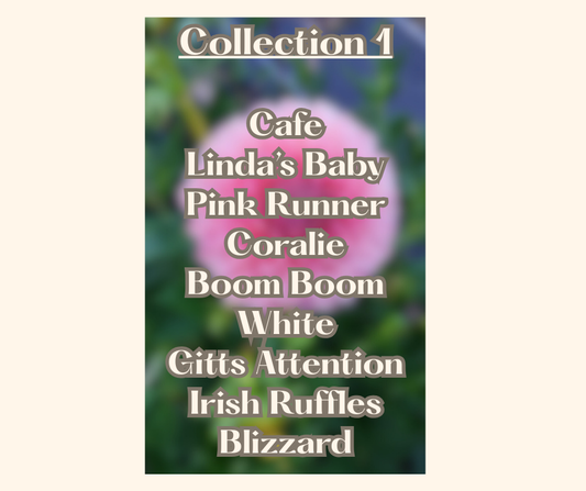 Last Chance Collection # 1