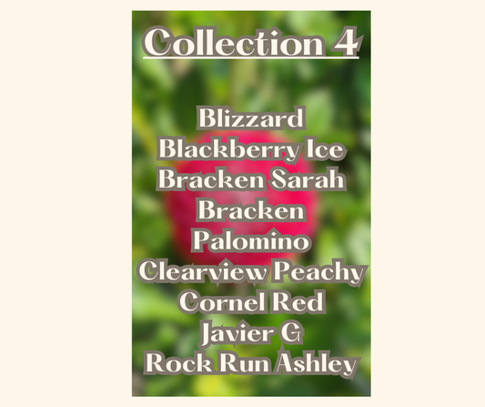 Last Chance Collection # 4