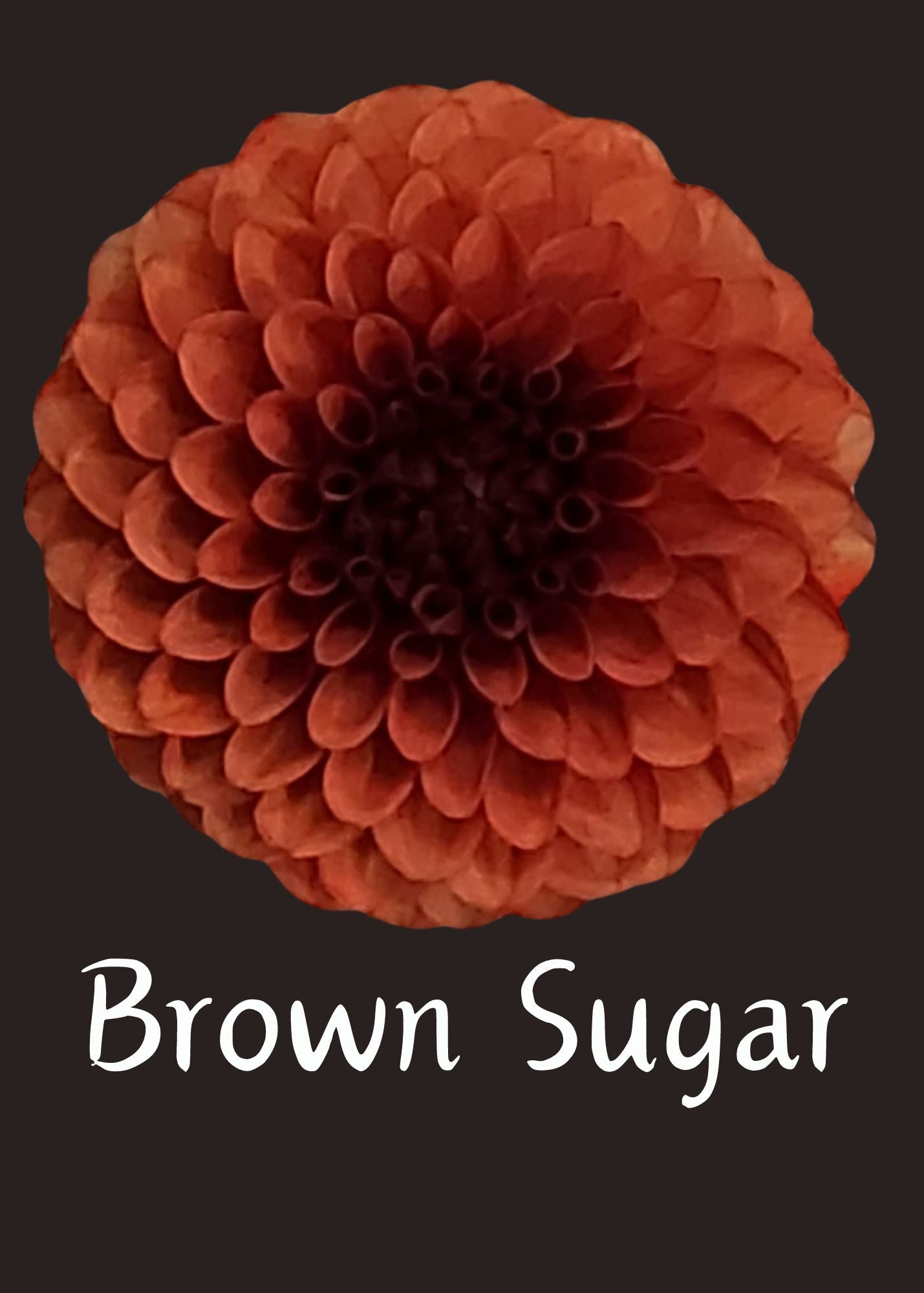 Brown Sugar Dahlia 5 Tuber Value Pack